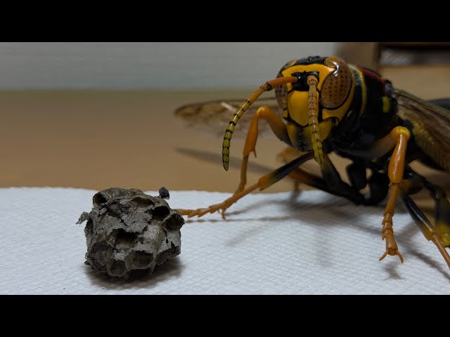 BEEHIVE（蜂の巣）　カイフランク I tried raising a beehive without a queen, and the result was