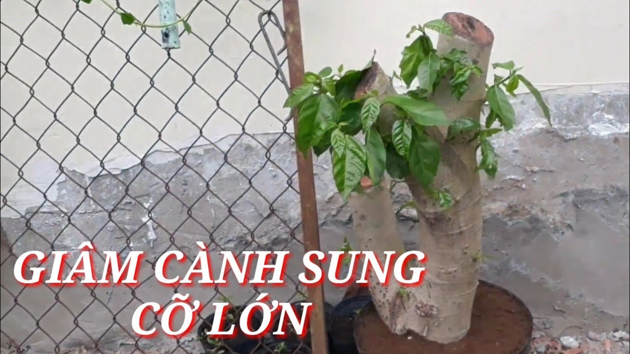 Cách Giâm Cành SUNG Cỡ Cực Lớn