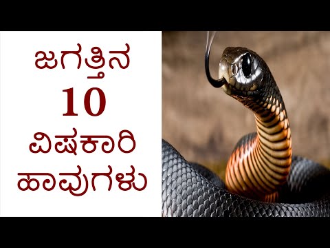 ಜಗತ್ತಿನ 10 ವಿಷಕಾರಿ ಹಾವುಗಳು | ಅಪಾಯಕಾರಿ ಹಾವುಗಳು | World&rsquo;s Top 10 Dangerous Snake | Venomous Snakes