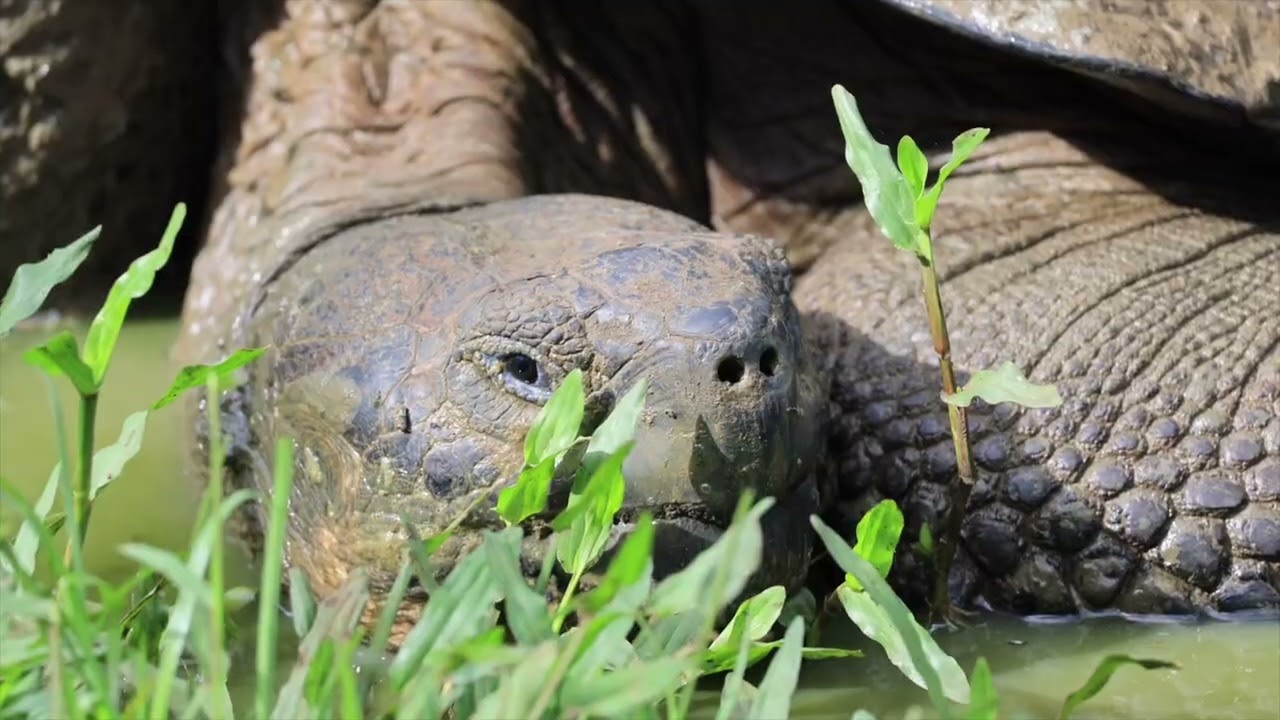Galápagos Natural Heritage