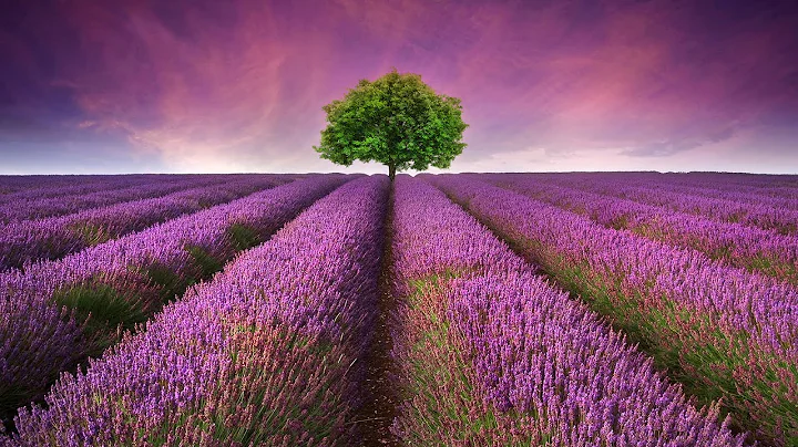 Relaxing Sleep Music, Sleep Therapy, Deep Sleep Music, Insomnia, Spa, Yoga, Zen, Study, Sleep, ☯672