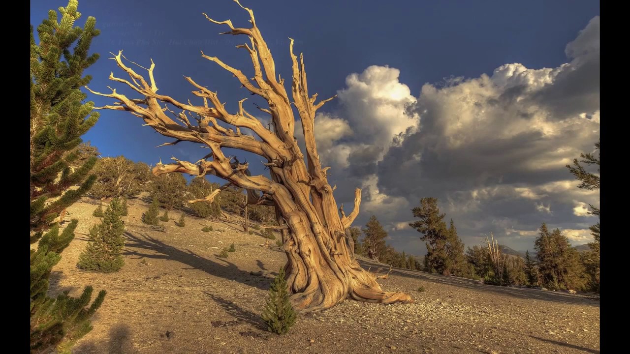 20 Most Famous Trees in the World Video Famous Trees YouTube