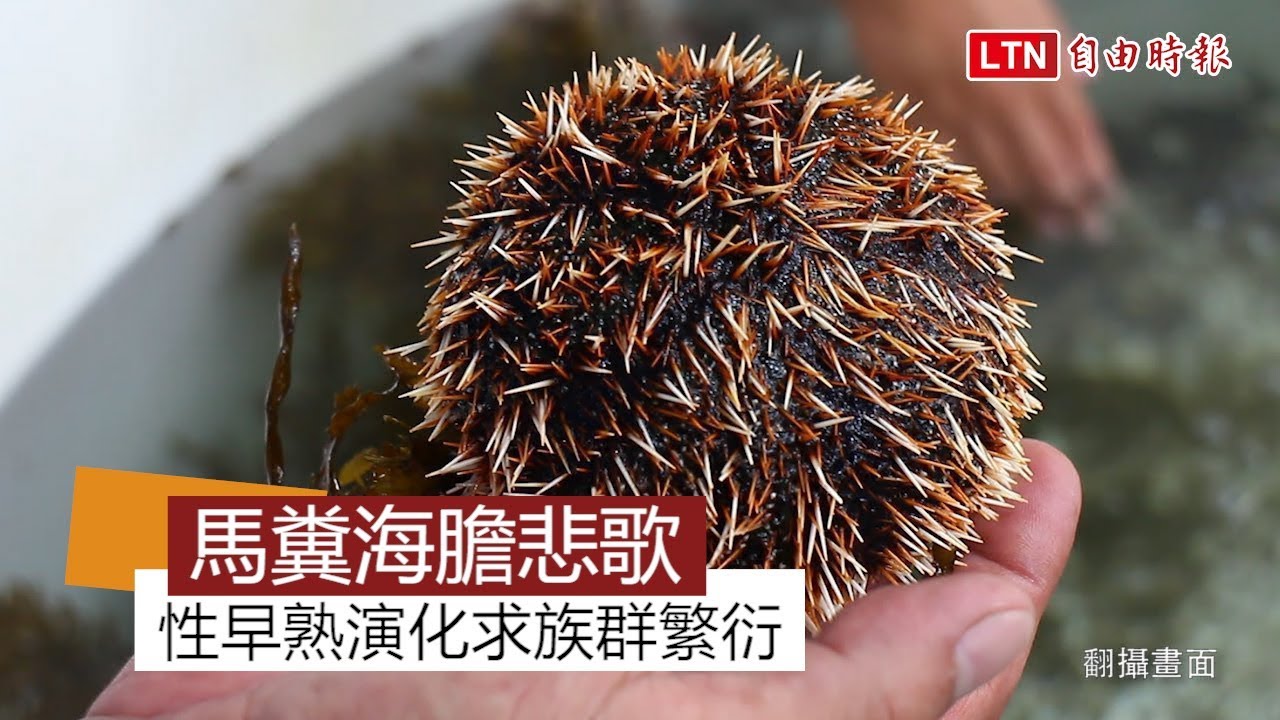 馬糞海膽悲歌性早熟演化求族群繁衍 Youtube 馬糞海膽悲歌性早熟演化求族群繁衍 Youtube