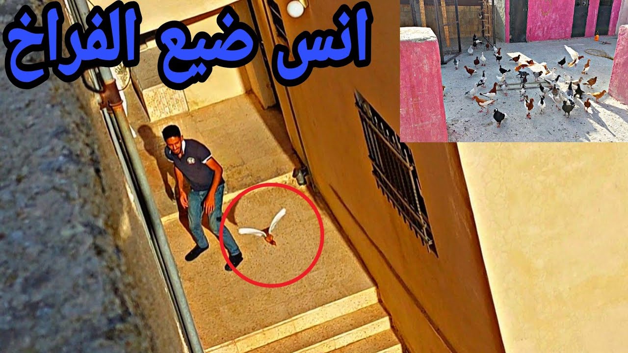 كشينا 3 طيور جداد وانس كش كل الفراخ وقعت  نصها 🤢