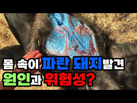 먹으면 중독되는 파란색 돼지 발견! 살서제(쥐약)과 혈전 용해제의 모든것!