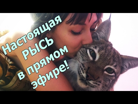 НАСТОЯЩАЯ РЫСЬ в прямом эфире)) Нас 100 000! )) - НАСТОЯЩАЯ РЫСЬ в прямом эфире)) Нас 100 000! ))