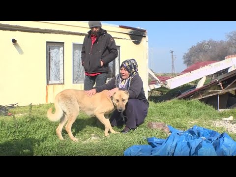 Video: Afet Sonrası En Güzel Köpek Buluşması