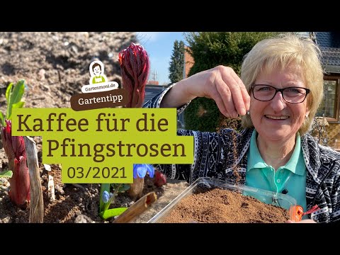 Video: Pfingstrosen anbauen - Erfahren Sie mehr über die Pflege von Baumpäonien in Gärten