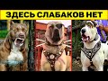 Эти Грозные Собаки Порвут Любого! Топ 10