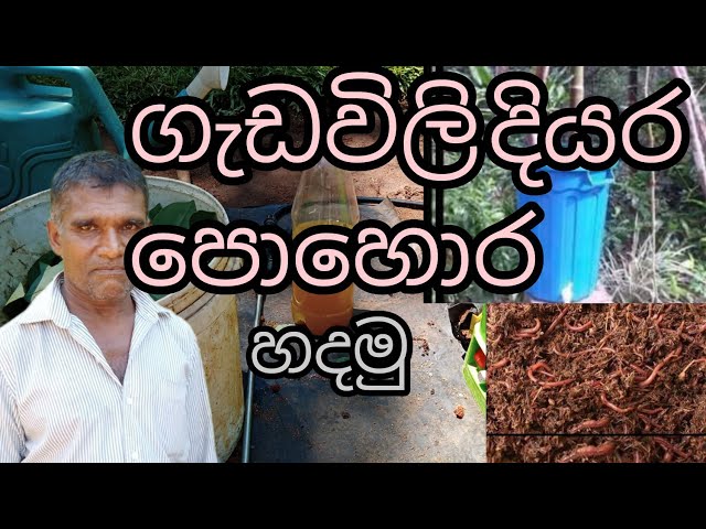 ගැඩවිලි දියර පොහොර හදමු gedavili diyara pora සිංහරාජ ගොවිබිම
