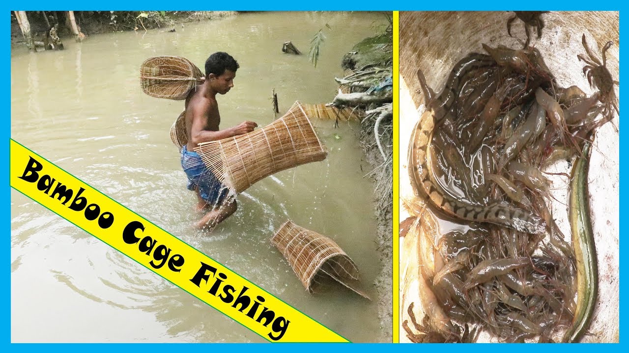 Bamboo Cage Fishing Style | How To Catch Shrimp Fish By Bamboo Cage