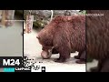 Животных в Московском зоопарке  угощают ледяными тортами - Москва 24