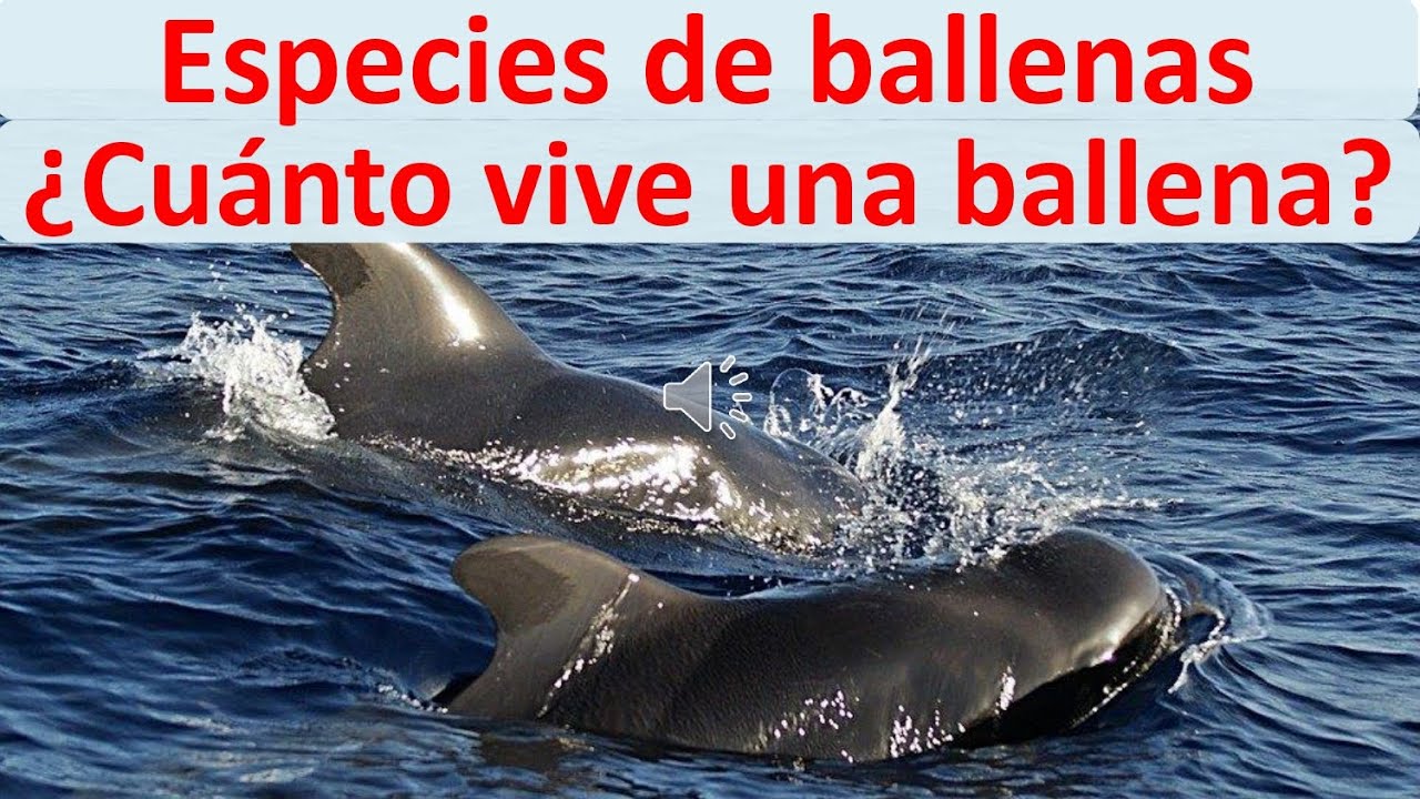 Cuanto Vive Una Ballena YouTube