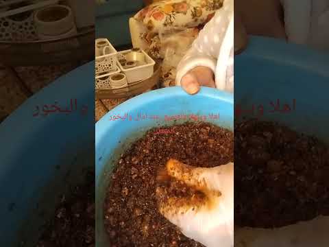 بخور مستكة معطرة بخور اللوبان عمان اكسبلور مسقى