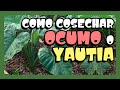 COMO COSECHAR OCUMO O YAUTIA