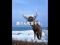鹿の世界ではこれがずっ友だそうです