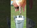 Milk The Cow Gameplay 1