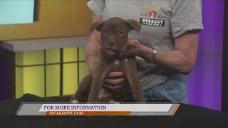 SPCA of East Texas: Frenchman