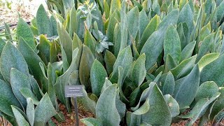 Необычная Сансевиерия Масониана - растение из одного листа