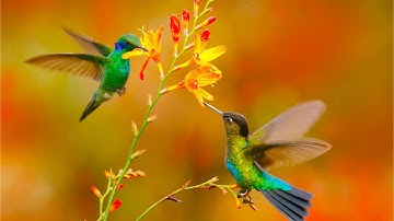 Amazing Grace  (Instrumental) - Traditional Beautiful Hymn - Arranged by Tim Janis