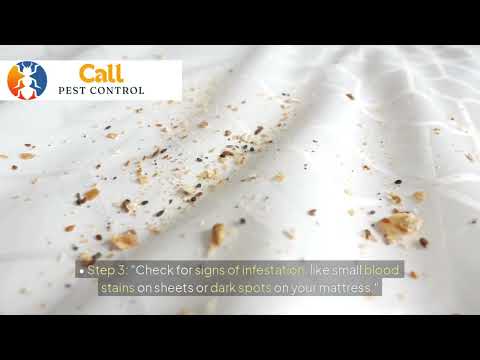 Bugs That Resemble Bed Bugs: How to Identify and Differentiate Them