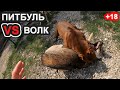 +18 ПИТБУЛЯ ПРОТИВ ВОЛКА. ВОЛК VS ПИТБУЛЬ/ Питбуль Атаковал Волка/Нападение питбуля/драка собак.