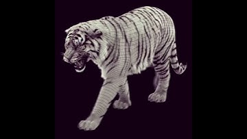 Tiger walk loop test