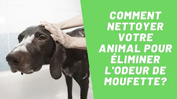 Comment nettoyer chien moufette