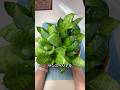 空気をきれいにする植物を、自宅で無限に増やす方法。