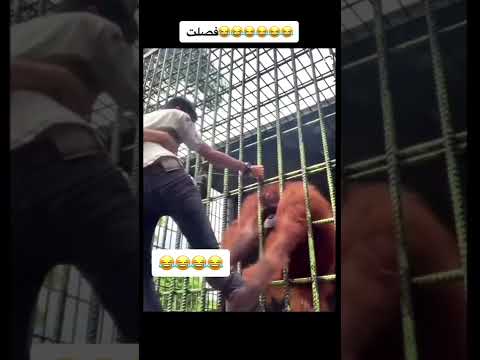 مشهد العزاء من فيلم اللمبي مش هتعرف تبطل ضحك Shorts Funny ادعمونا بالاشتراك لنصل ال 10000 مشترك