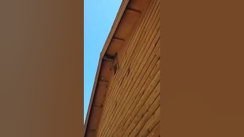 Swallows Building Nest