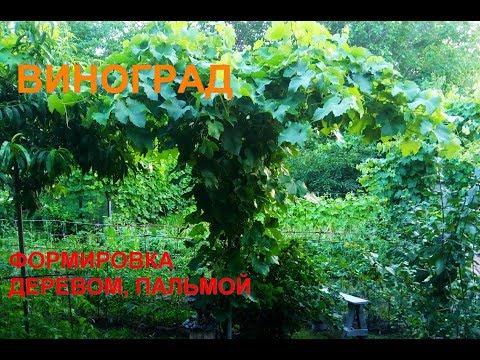 Видео: Пальма - это дерево под навесом?