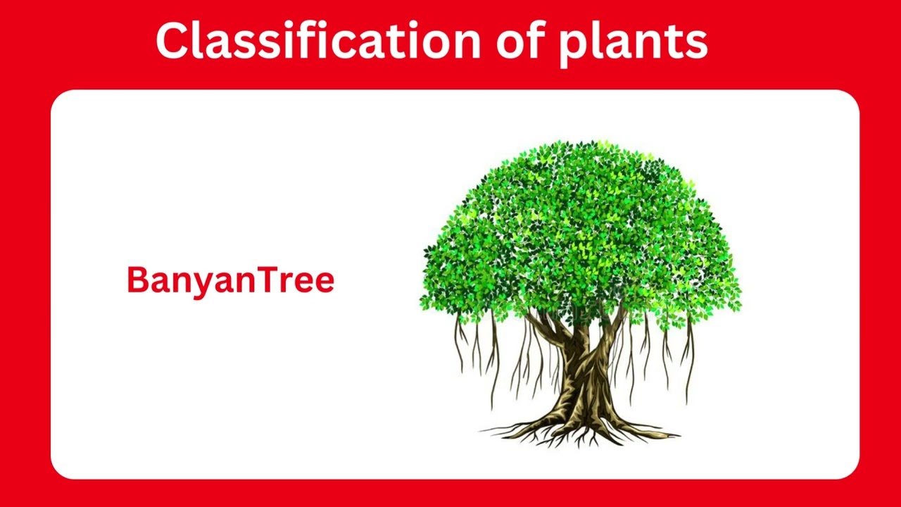 Classification of plants | kind of plants | mango tree | name of different kind of plants