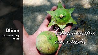 Apple mangrove (Sonneratia caseolaris)