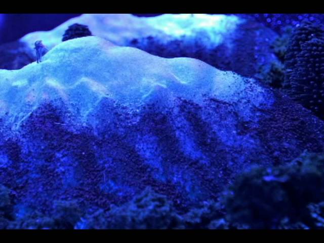Tonton The Defog - The Shadow Companion - 10 ATTOAHLUAAM di YouTube Tonton The Defog - The Shadow Companion - 10 ATTOAHLUAAM di YouTube