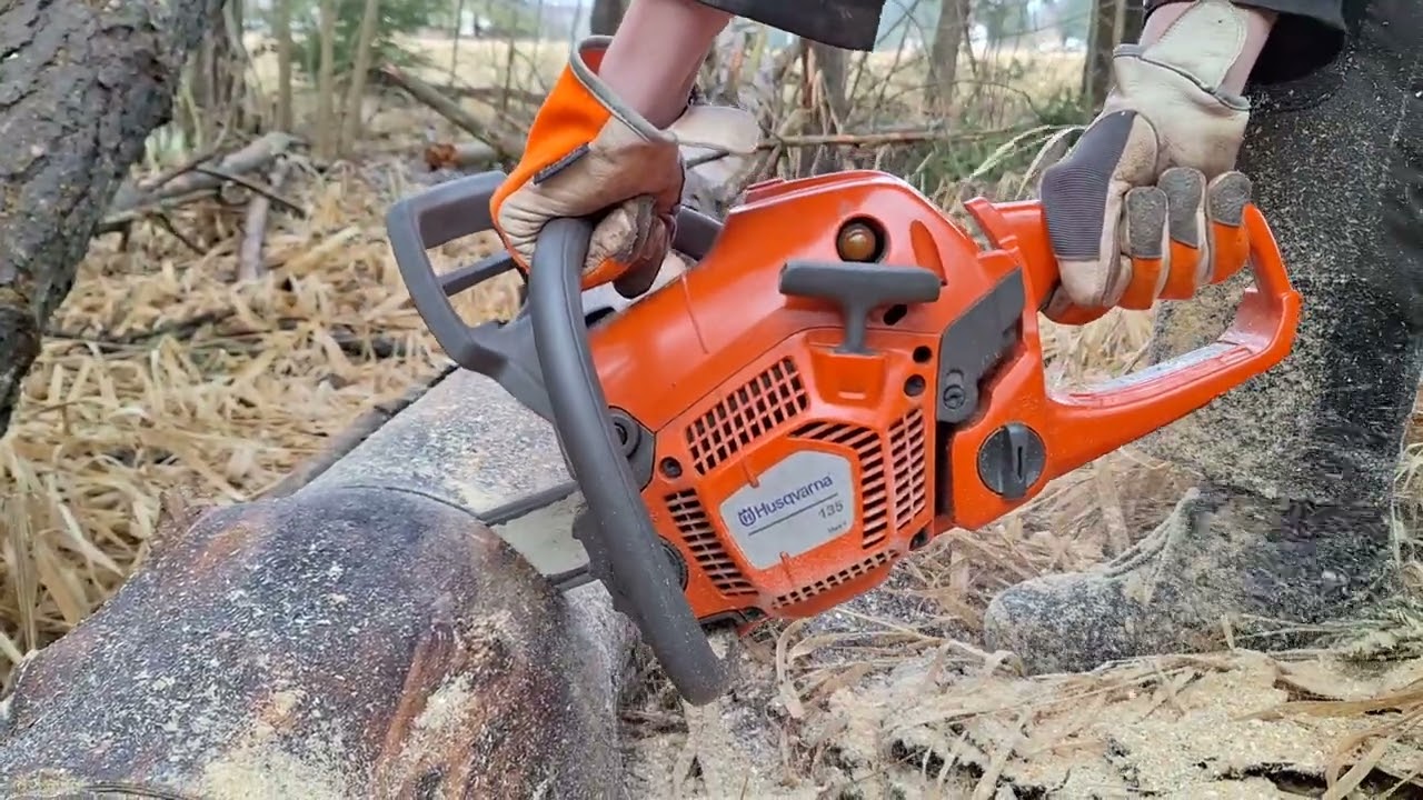CHAINSAW HUSQVARNA 135 MARK2 #CUTTINGTREE - YouTube