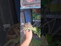 Veiled Chameleon Mating In My Hand