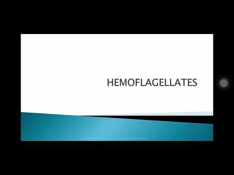 Video: Welke van de volgende is een hemoflagellaat?