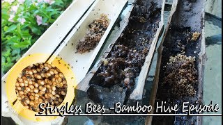 STiNGLESS BEES BAMBOO HIVE EPiSODE  (Meliponines)