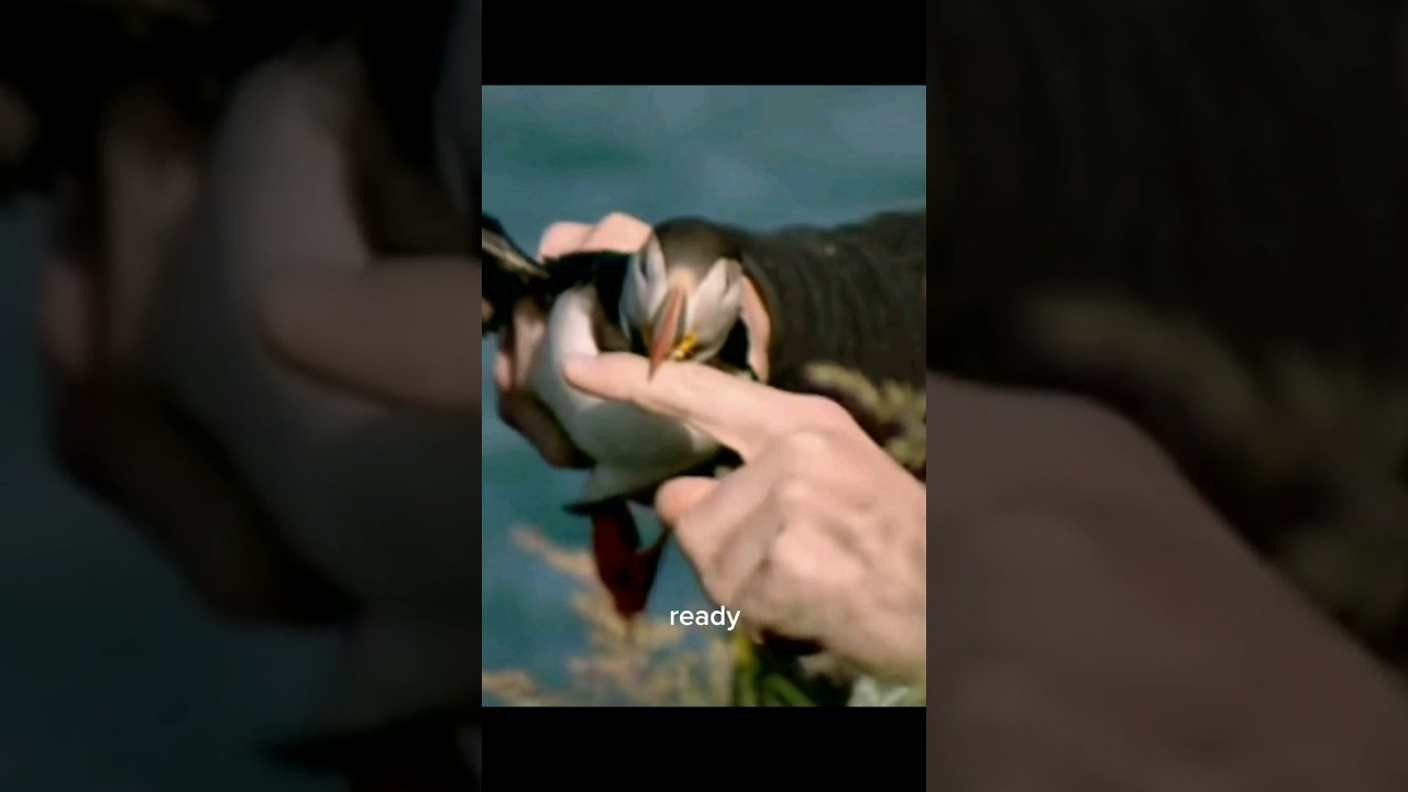 Gordon Ramsay vs A Puffin 