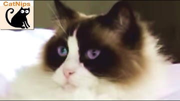 Lazy Fat Cat Lays In Owner