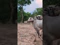 Farmer Riding Young Hallikar Ox Pair Carrying Bullock Cart 