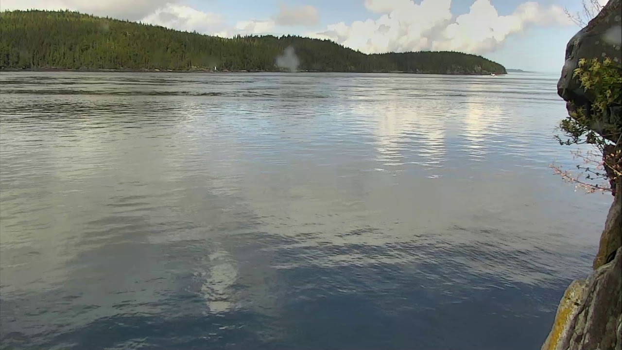 video phone beyonce mp3 Parson Island Orca Lookout Cam 06-25-2018 10:41:28 - 11:41:29