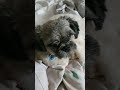 Pabo  shih tzu episode 1