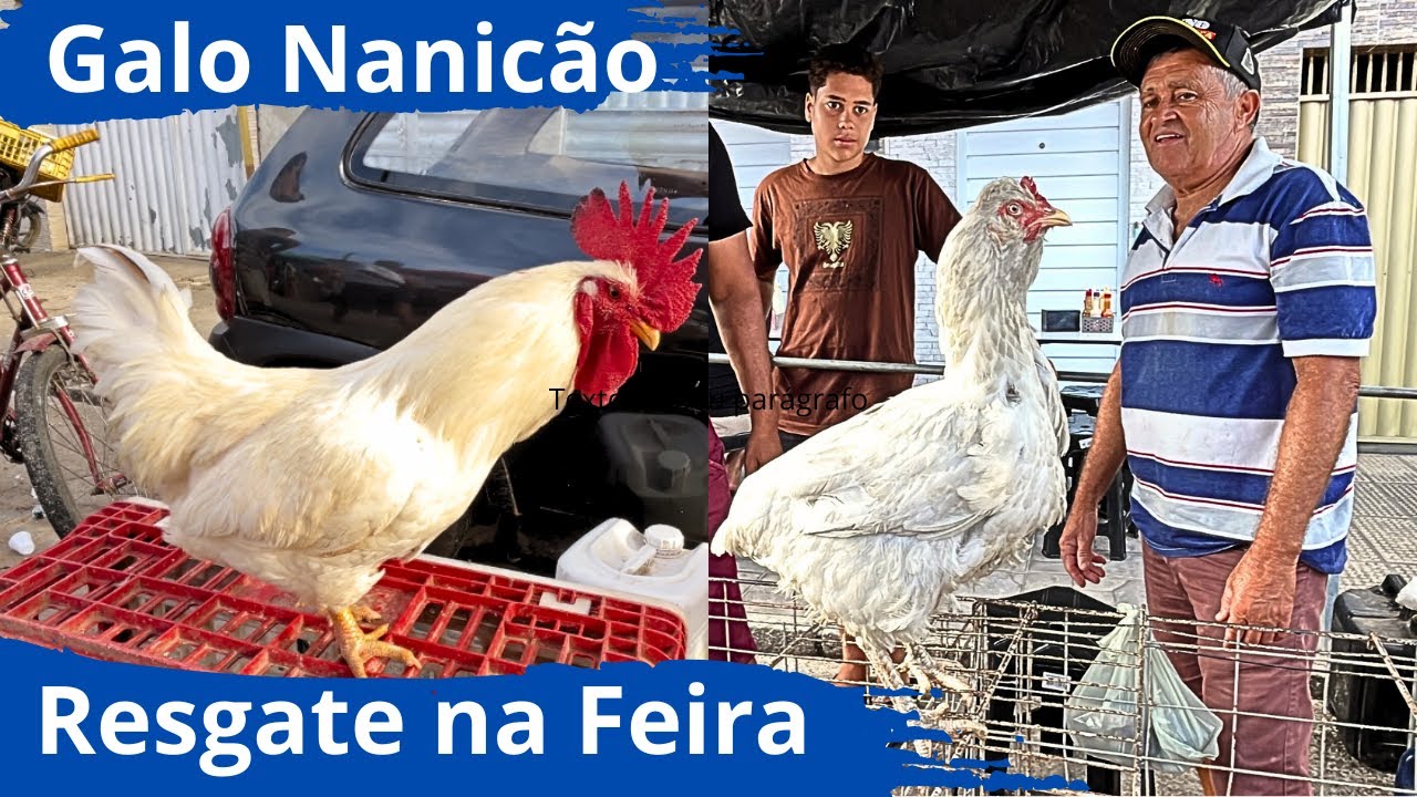 Voltei a Feira de Galinhas de Arapiraca-AL e já Comecei os Resgates de Aves Raras #nordeste 