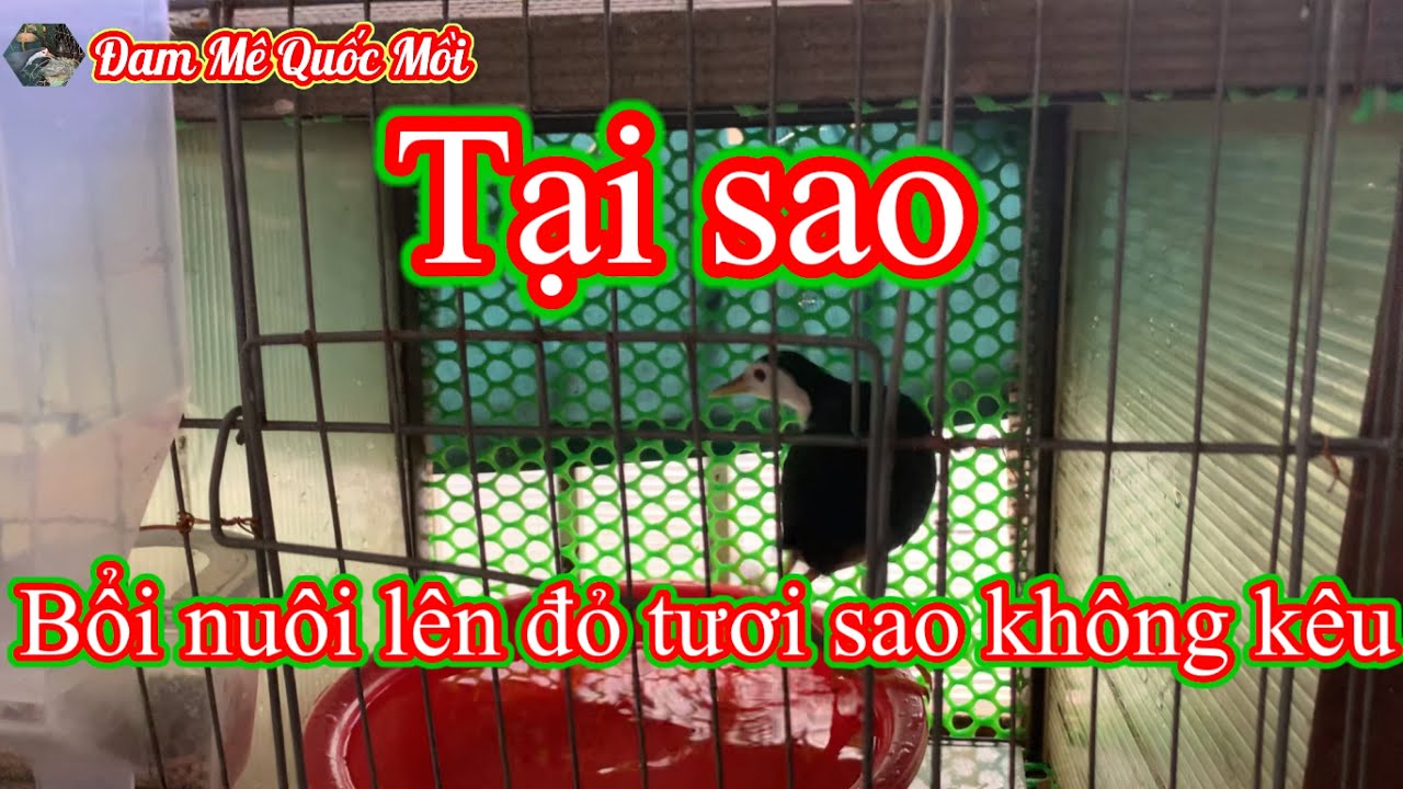 Tại sao chim bổi nuôi lên mồng đỏ mà không kêu ?
