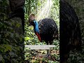 🦖 Meet the Cassowary — The Most Dangerous Bird on Earth! #birds #wildlife #wildanimals #birdlovers