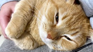 【寝正月用ASMR】どアップリン