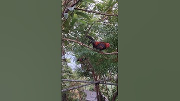 gà rừng mã đỏ gọi mã vàng cực đỉnh.qaib qus qua zoo
