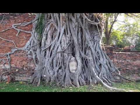 เศียรพระพุทธรูปในรากต้นโพธิ์ ณ วัดมหาธาตุ